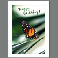 BRT-016  Birthday Butterfly